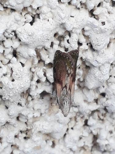 Réf. 205 841 : Aphomia sociella